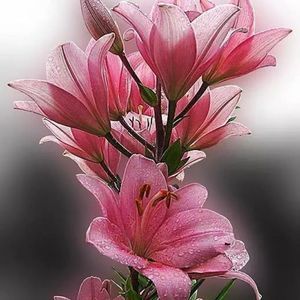 Meet your Posher, Kirby